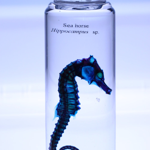 オトシゴ（青） 透明標本 その他雑貨 カイセイ加工透明屋パク 通販