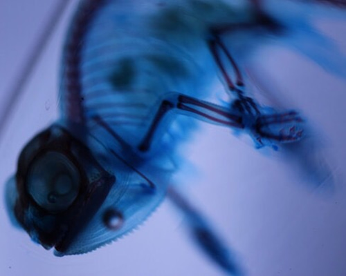 カメレオン 透明標本 その他雑貨 カイセイ加工透明屋パク 通販 1704436