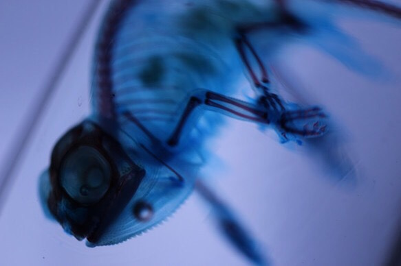 カメレオン 透明標本 その他雑貨 カイセイ加工透明屋パク 通販 1704436