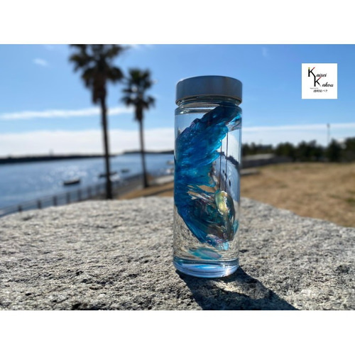 シャコの透明標本 その他雑貨 カイセイ加工透明屋パク 通販 1962559