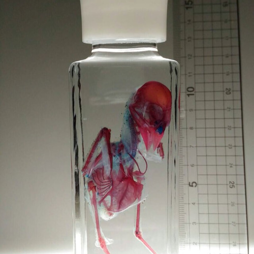 【剥製】美しい赤色のヒインコ標本 ガラスケース付き ヒヨコの透明標本 その他雑貨 カイセイ加工透明屋パク 通販 2036713