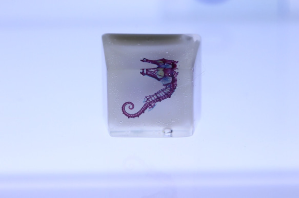 透明標本磁鐵 透明標本海馬 第2張的照片