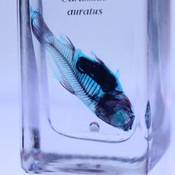 大特価☆美品【透明標本】魚類 9本セット 金魚透明標本 その他雑貨 カイセイ加工透明屋パク 通販 2481109