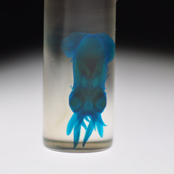 Aori 魷魚透明標本瓶 第1張的照片