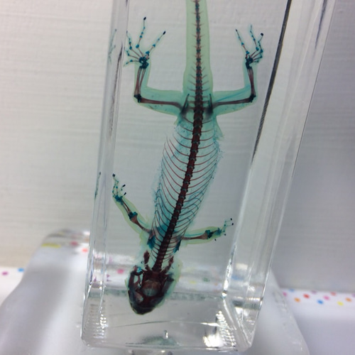 ニホンヤモリ透明標本 その他雑貨 カイセイ加工透明屋パク 通販