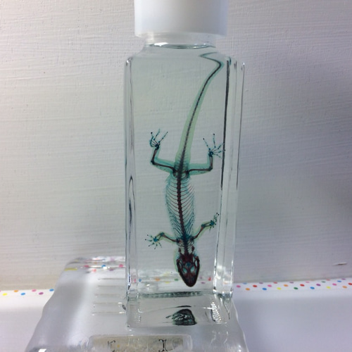 ニホンヤモリ透明標本 その他雑貨 カイセイ加工透明屋パク 通販