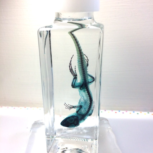 トカゲ透明標本 その他雑貨 カイセイ加工透明屋パク 通販 3623436