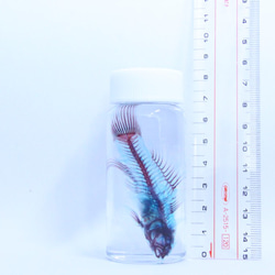 蝦虎魚透明標本 第1張的照片