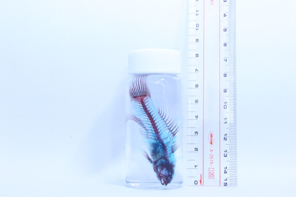 蝦虎魚透明標本 第1張的照片