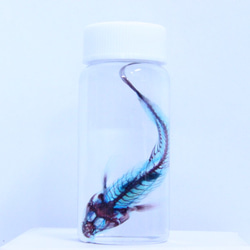 蝦虎魚透明標本 第2張的照片
