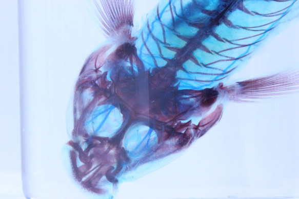 蝦虎魚透明標本 第3張的照片