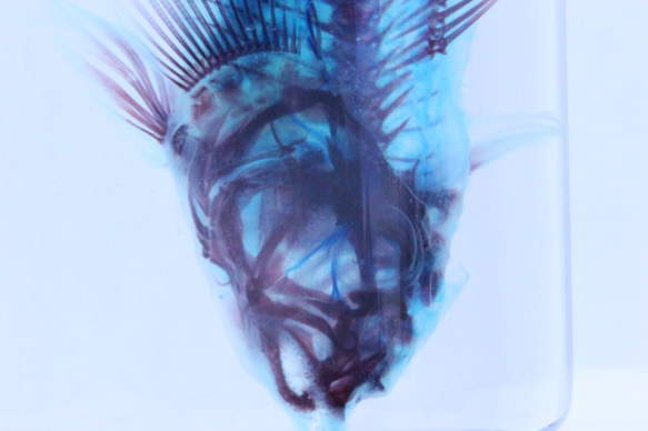 蝦虎魚透明標本 第4張的照片