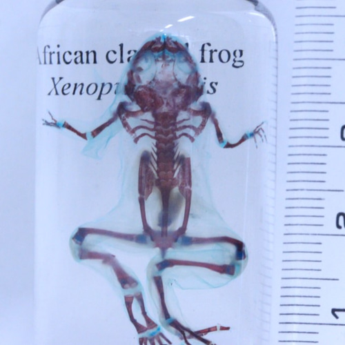 アフリカツメガエル透明標本 その他雑貨 カイセイ加工透明屋パク 通販