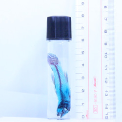 老鄉蝦虎魚的標本透明 第1張的照片