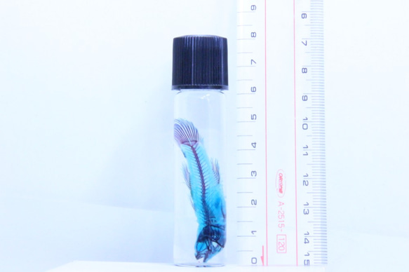 老鄉蝦虎魚的標本透明 第1張的照片