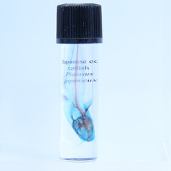 透明標本鰻鯰絛蟲/昆蟲植物樣本室內甘油瓶子透明清晰骨架樹脂的樹脂 第1張的照片