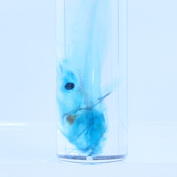 透明標本　ゴンズイ　/　昆虫　植物　標本　インテリア　雑貨　グリセリン　瓶　透明　クリア　スケルトン　樹脂　レジン 1枚目の画像