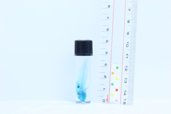 透明標本鰻鯰絛蟲/昆蟲植物樣本室內甘油瓶子透明清晰骨架樹脂的樹脂 第3張的照片