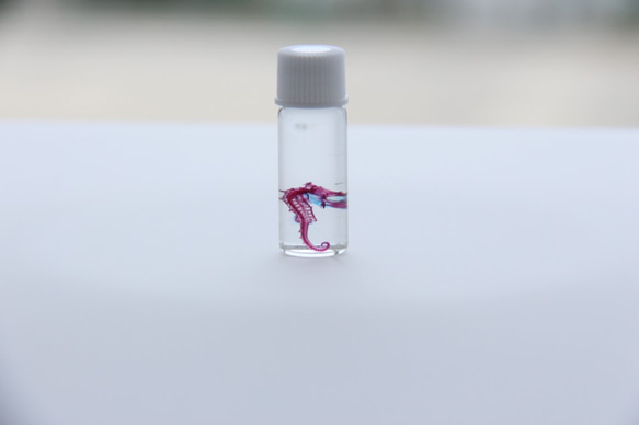 透明標本　タツノオトシゴ　/植物　標本　インテリア　雑貨　グリセリン　瓶　透明　クリア　スケルトン　樹脂　レジン 4枚目の画像