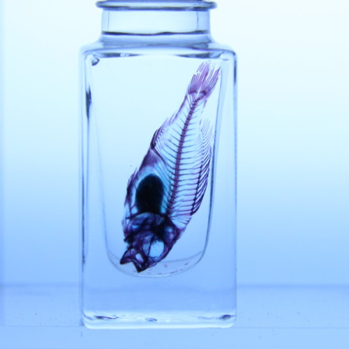 透明標本マダイ /植物 標本 インテリア 雑貨 グリセリン 瓶 透明