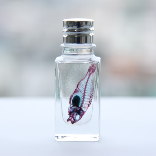 透明標本マダイ /植物 標本 インテリア 雑貨 グリセリン 瓶 透明