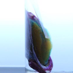 透明標本アワビ　/植物　標本　インテリア　雑貨　グリセリン　瓶　透明　クリア　スケルトン　樹脂　レジン 2枚目の画像
