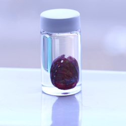 透明標本アワビ　/植物　標本　インテリア　雑貨　グリセリン　瓶　透明　クリア　スケルトン　樹脂　レジン 3枚目の画像