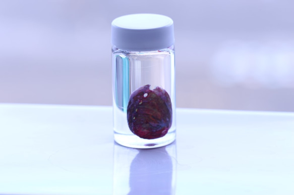 透明標本アワビ　/植物　標本　インテリア　雑貨　グリセリン　瓶　透明　クリア　スケルトン　樹脂　レジン 3枚目の画像