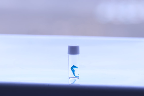 透明標本タツノオトシゴ　/植物　標本　インテリア　雑貨　グリセリン　瓶　透明　クリア　スケルトン　樹脂　レジン 1枚目の画像