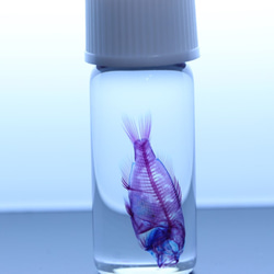 [透明標本雀鯛]試樣室內甘油瓶子透明清晰骨架樹脂樹脂植物標本 第3張的照片