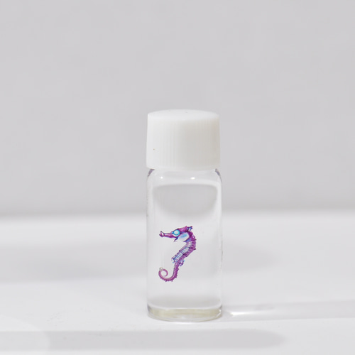 タツノオトシゴ 透明標本 その他雑貨 カイセイ加工透明屋パク