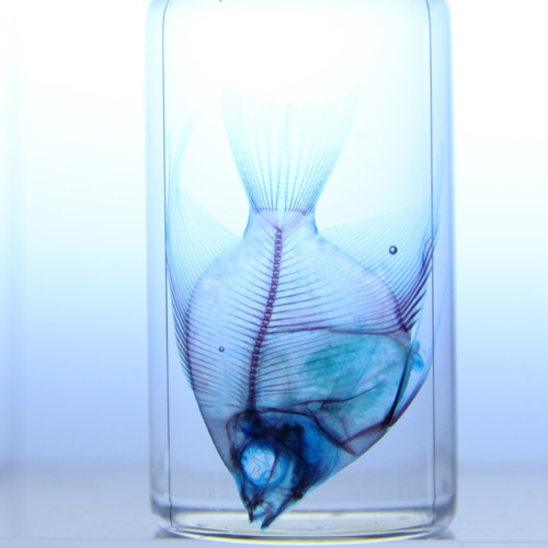 魚標本 透明フィルム包装