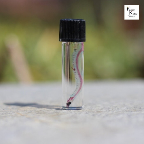 透明標本 シラウオ】理科 標本 骨格 骨 インテリア 雑貨 skelton