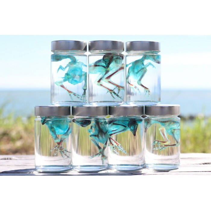 ウズラ　透明標本　Sグレード 171770561.jpg?cmsp_timestamp=