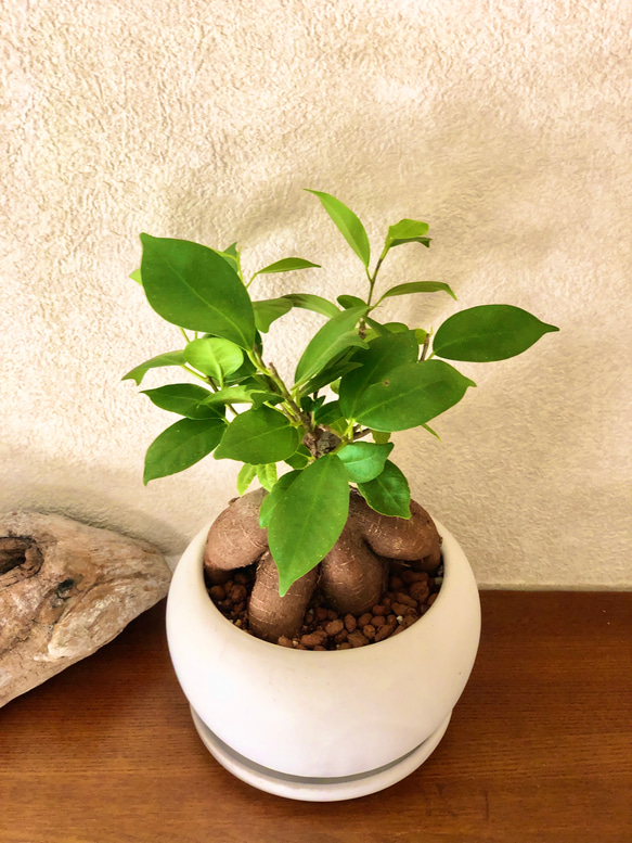 ガジュマル☆幸せを呼ぶ木☆風水☆陶器鉢（受け皿付き） その他