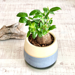 希少☆昇龍☆ガジュマル☆八の字☆風水☆多幸の樹☆ その他インテリア