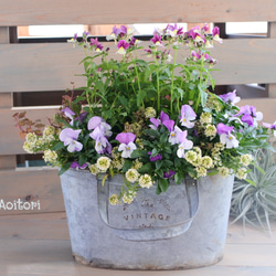 ネメシアとビオラのもこもこ寄せ植え その他インテリア雑貨 Garden