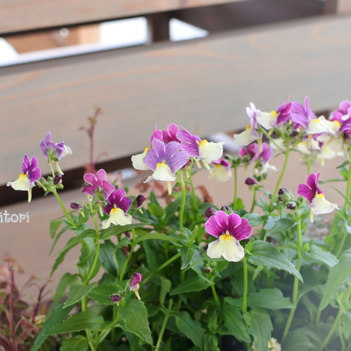 ネメシアとビオラのもこもこ寄せ植え その他インテリア雑貨 Garden