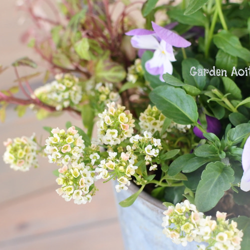 ネメシアとビオラのもこもこ寄せ植え その他インテリア雑貨 Garden