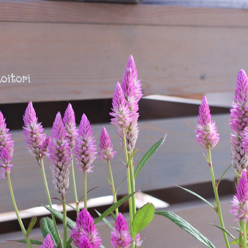 専用　ラズベリー鉢植え　ケイトウ　ラベンダー　クローバー　クレイフラワー 専用 ラズベリー鉢植え ケイトウ ラベンダー クローバー クレイフラワー