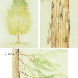 ポストカード・樹木シリーズ　5枚セット　他の組合せも可 3枚目の画像