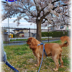 既製品　ドッグリード　パラコード　小型　中型犬　散歩　ハンドメイド　アクセサリー付　カラー：ピンク×ブラウン 9枚目の画像
