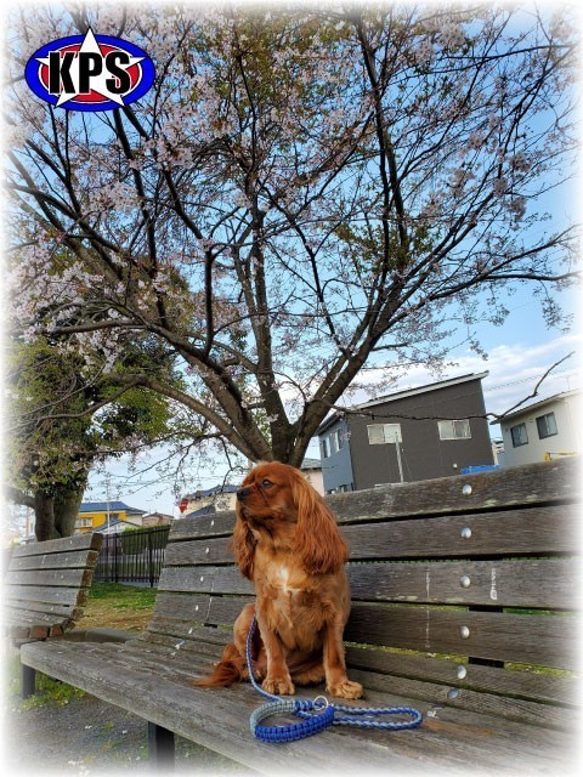 既製品　ドッグリード　パラコード　小型　中型犬　散歩　ハンドメイド　アクセサリー付　カラー：黄×ターコイズ 7枚目の画像