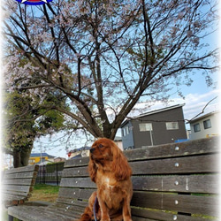 既製品　ドッグリード　パラコード　小型　中型犬　散歩　ハンドメイド　アクセサリー付　カラー：黄×ピンク 7枚目の画像