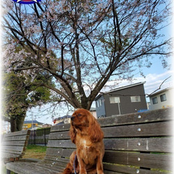 既製品　ドッグリード　パラコード　小型　中型犬　散歩　ハンドメイド　アクセサリー付　カラー：茶×ピンク 7枚目の画像