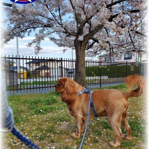 パラコード　リード　ハンドメイド　オーダー　散歩　犬 パラコード リード ハンドメイド オーダー 散歩 犬 パラ コード