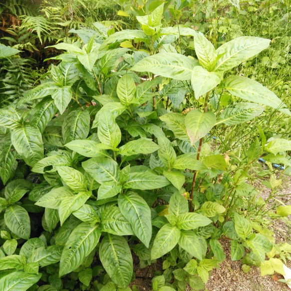 今年の夏の一番狩り!藍の生葉染めの刺し子糸（ライトカラー/淡色） 3枚目の画像