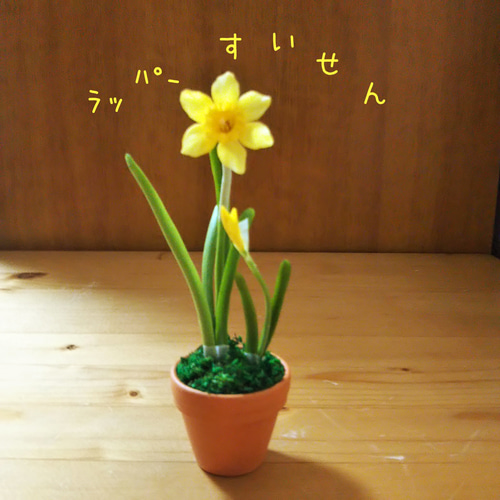 水仙の黄色の花はラッパーパー 足もとの袴は「本物みたいシリーズ」の