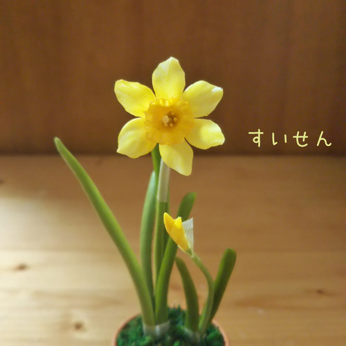 水仙の黄色の花はラッパーパー 足もとの袴は「本物みたいシリーズ」の