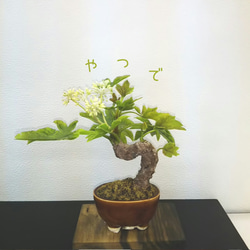 柿色手作り鉢 と 老爺柿 盆栽粘土アート 一輪挿し・花瓶・花器 myo-hoo